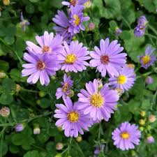 Purple asters symbolize wisdom and royalty, and. Color Changing Asters In Defense Of Plants