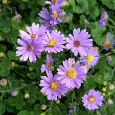 We did not find results for: Color Changing Asters In Defense Of Plants