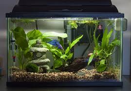 Planted Tank Show And Tell Page 76 Betta Fish And Betta Fish Care Fresh Water Fish Tank Cool Fish Tanks Betta Fish Care