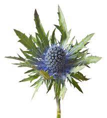 Blue Thistle Flower Large Heads 25 Flowers Per Bunch Etsy Thistle Flower Flowers Thistle