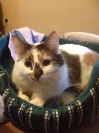 Your cat doesn't have to eat a great deal of chocolate to suffer problems as a result, so try to keep it out of reach, and out of sight, of all your pets. What Do Potato Chips And Cats Have In Common Can T Have Just One Blogpaws Cats Pet Parent Pets