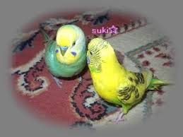 ユーカリとセキセイインコ そよ風のように生きて