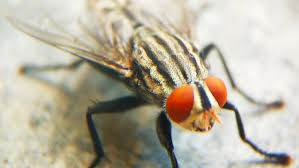 If you recognize that fruit flies operate in a rapid pattern of quick breeding, you'd be correct. When It S Not A House Fly It May Be A Cluster Fly