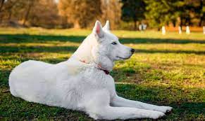 En resumen, el husky siberiano es una raza única, dentro de la cual no se reconocen tipos de perro , sino tipos y colores de pelaje. Manto Blanco En Los Huskies Siberianos The Husky Lovers