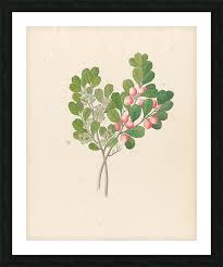 Image result for Mystroxylon