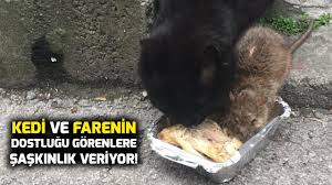 Kedi Ve Farenin Dostlugu Gorenleri Hayrete Dusurdu Youtube
