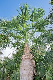 Image result for Coccothrinax