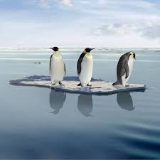 Resultado de imagen de pinguinos
