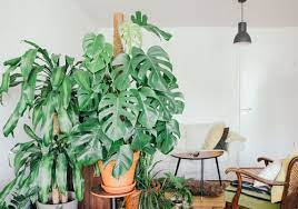 If you have yellowing leaves, that means it has had too much water. Monstera Plant Care Growing Guide