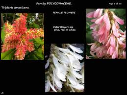 Image result for Triplaris americana