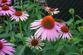 Check spelling or type a new query. Going Native Our Top 10 Native Plants For Houston