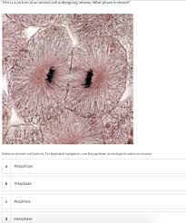 These undifferentiated cells undergo mitosis at a regular interval as the embryo increases in number of cells and complexity. This Is A Picture Of An Animal Cell Undergoing Chegg Com
