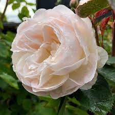 Maybe you would like to learn more about one of these? Desdemona David Austin English Shrub Rose