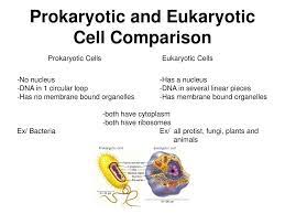 We did not find results for: Ppt Structures Of Eukaryotic Cells Powerpoint Presentation Free Download Id 7105121