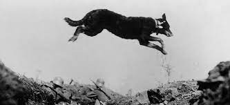 Tous les animaux ont partagé la souffrance des soldats et remonté le moral des troupes. Les Animaux Heros Pendant La Premiere Guerre Mondiale