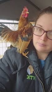 How to keep Serama chickens warm in cold weather?