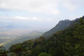 Image result for Schistostephium oxylobum