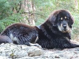 growth tibetan mastiff puppy weight chart tibetan mastiff