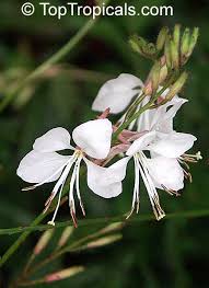 Image result for Oenothera lindheimeri