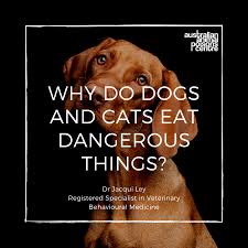 White wolf, dog, butterfly, one animal, animal themes, mammal. Why Do Dogs And Cats Eat Dangerous Things Animal Poisons Helpline
