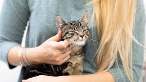 Maybe you would like to learn more about one of these? Kidney Problems In Cats Causes Treatments Purina