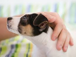 In dogs, sensitive periods are generally thought to occur anywhere between 3 weeks and 3 months of age. Understanding Fear Periods In Dogs The Anxious Pet