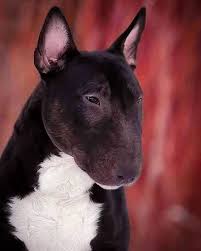 Black And White English Bull Terrier Puppy English Bully What A Beautiful Shade Is It A Brown Bull Terrier Mini Bull Terriers Bull Terrier Dog