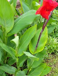 Image result for Canna indica