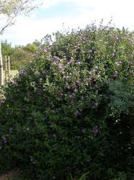 Image result for Barleria obtusa