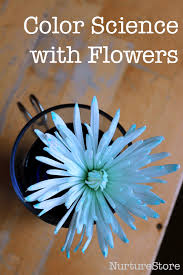 Maybe you would like to learn more about one of these? Colour Changing Flowers Experiment Nurturestore
