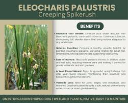 Image result for Eleocharis variegata