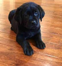 Black Lab Black Lab Puppy English Labs Cute Puppy Pictures Christmas Puppy Labrador Retrievers Lab Breeder Puppies For Sale Lab Puppy Lab Puppies