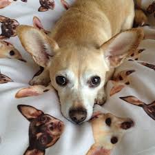 The average lifespan of a healthy raised chigi is between 12 to 16 years. Pin On Chihuahuamix