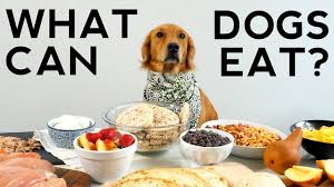 While it might seem the choices are endless, it is often easier to break down the task of deciding on a dog food. Is Potato Chips Bad For Dogs Www Macj Com Br