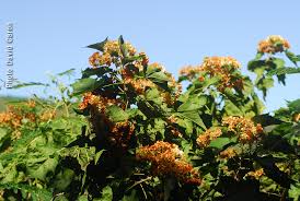Image result for Dombeya acutangula