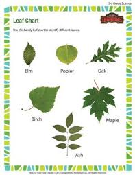 leaf chart printable third grade science worksheet third