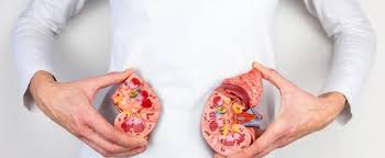 Um erhöhte nierenwerte zu senken, empfiehlt es sich zunächst einmal viel zu trinken. Nierenwerte Bestimmung Normalwerte Aussagekraft