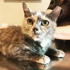 Tplo nashville by tennessee vetinary surgical specialists is dedicated to providing nashville area dog owners with reliable and accurate information about the…. City Pets Animal Care 1016 Jefferson St Nashville Tn Veterinarians Mapquest