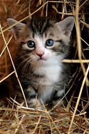 Was dürfen katzen fressen außer katzenfutter? Baby Katze Foto Bild Tiere Haustiere Katzen Bilder Auf Fotocommunity
