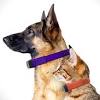 Story image for Best Pet Supplies Pet Medical Collars For Sale from Shiny Shiny