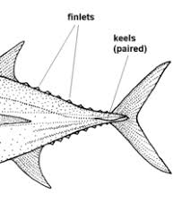 What is the size limit for tuna? Tuna Wikipedia