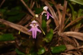 Image result for Cynorkis kassneriana