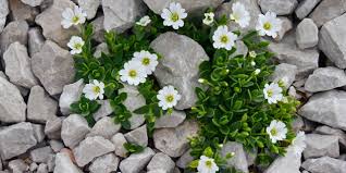 Rock garden plants enjoy basking in the sunlight throughout the majority of the day. What Exactly Is A Rock Garden Greenmylife