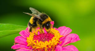 We did not find results for: What Do Bees Eat Honey Bees Favourite Flowers