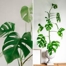 Image result for Monstera