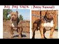 Australian shepherd puppies puppy pups pup registered full blooded. Droll Xxl Pitbull Puppies For Sale Cheap L2sanpiero