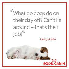 What Do Dogs Do All Day Animal Quotes Dogs George Carlin