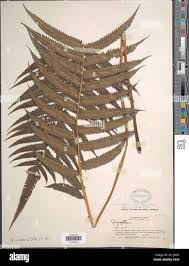 Image result for Pneumatopteris