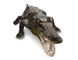 Vr Ar Ready Crocodile 3d Model Low Poly Cgtrader