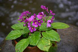 Jenis rumput, lumut dan penutup tanah (ground covers). Tanaman Hias Berbunga Indah Violces Violet Afrika Saintpaulia Ionantha Planter And Forester